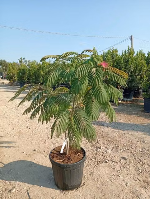 Albizia Julibrissin con ombrello rosa e verde, arbusto ornamentale di Vivaio Garden Forest