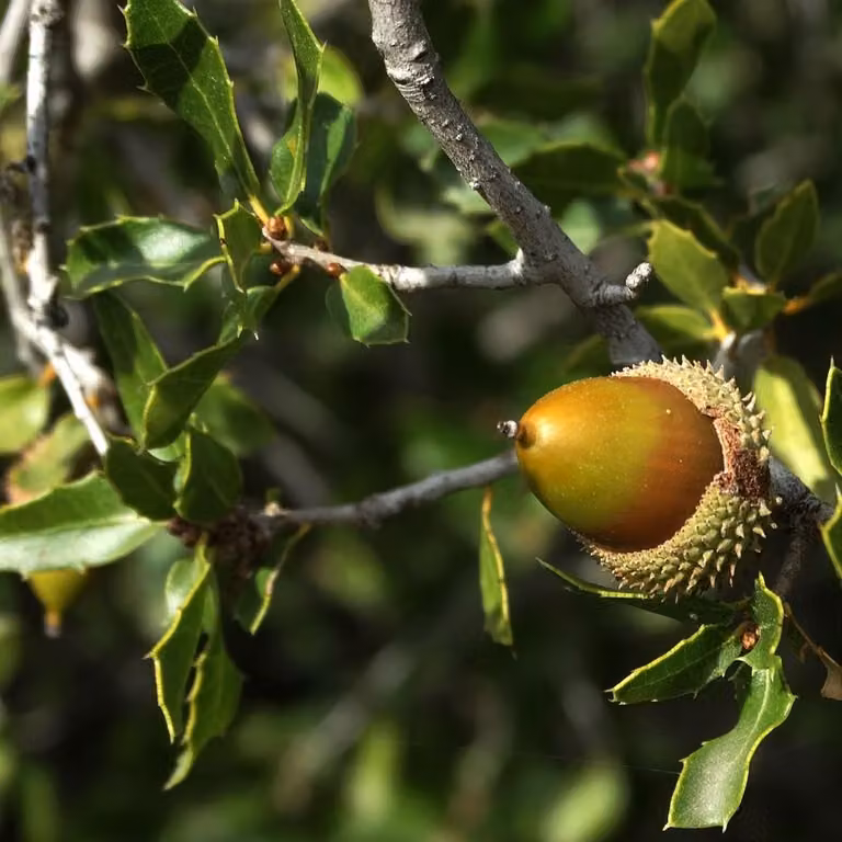 Leccio (Quercus ilex) | 60-80 cm in vaso