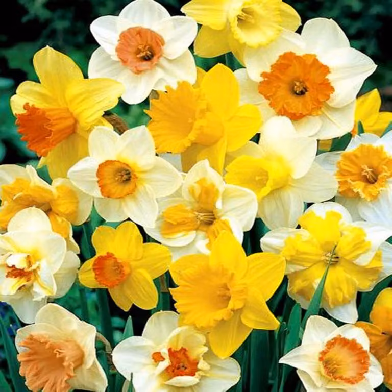 Bulbi di giunchiglia Bulbi di fiori Mix di giunchiglie 25 pz.