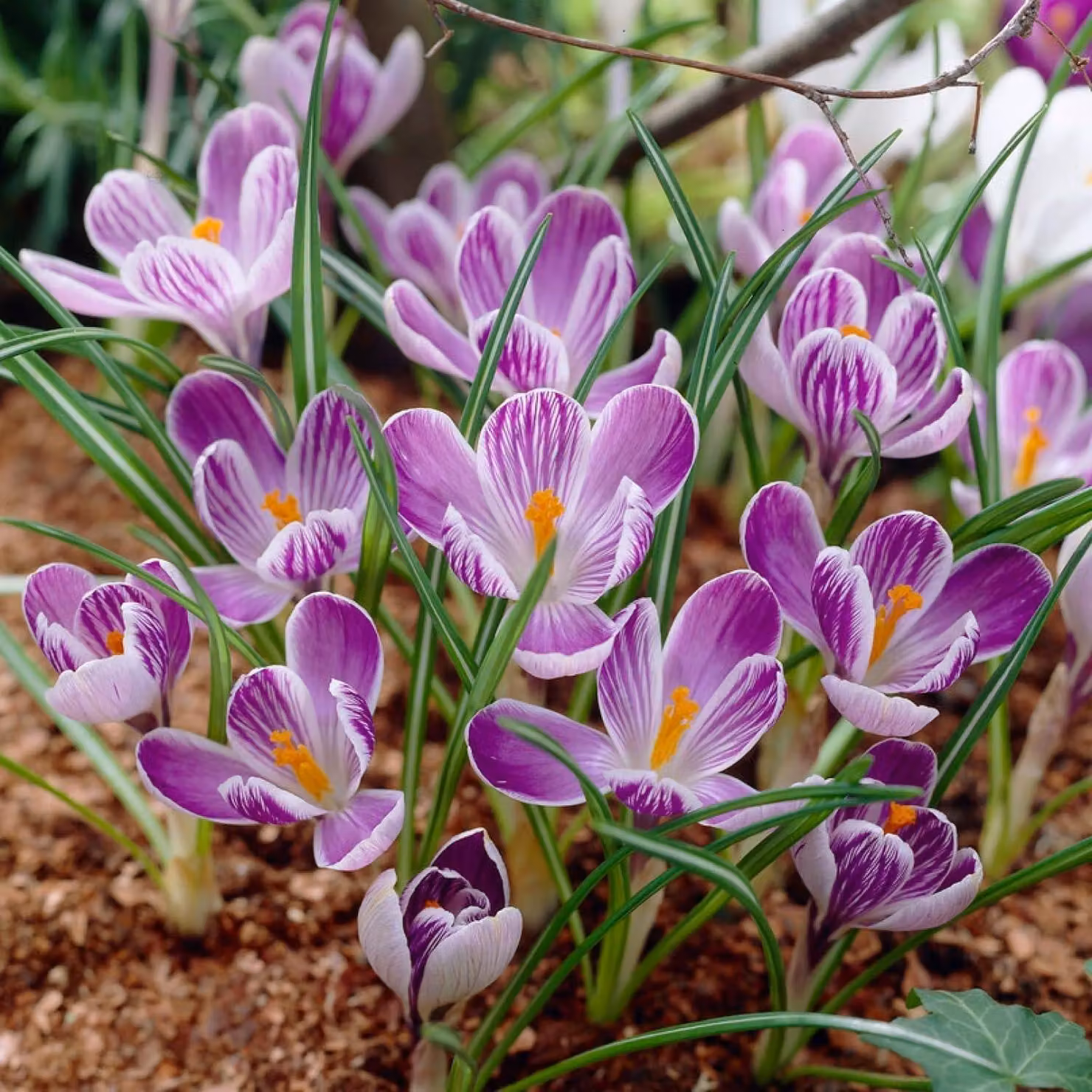 Bulbi di croco botanico, resistenti al freddo, perenni - "King of Striped" - 50 bulbi di fiori esclusivi - Piante vere provenienti dall'Olanda - adatti per giardino e vasi (non semi, non artificiali)
