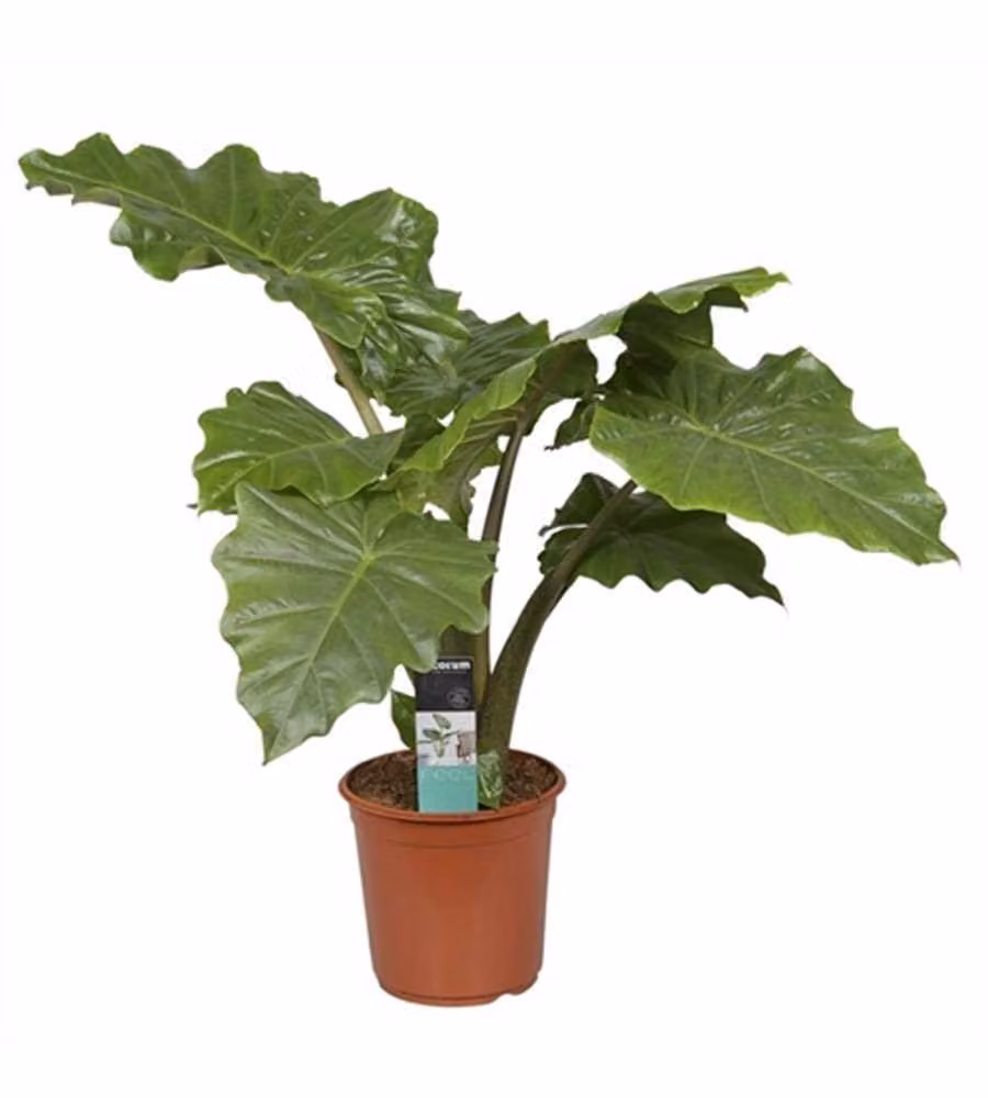 Orecchio di elefante 50 cm - Alocasia portodora - Alocasia - Foglia a freccia - Pianta da appartamento