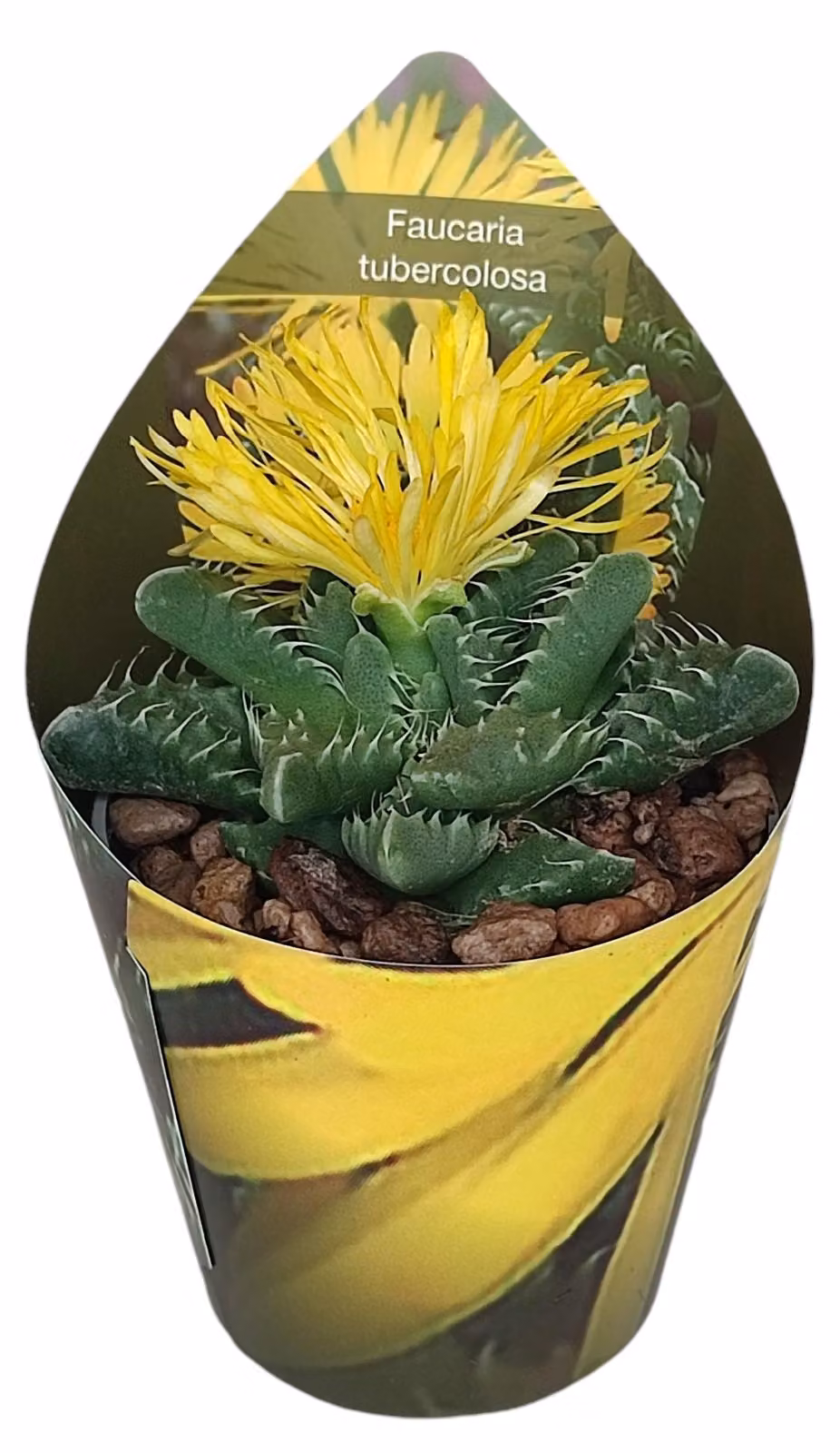 Titanopsus calcarea - Fiore di mezzogiorno - Specie rara - Vaso da 6,5 cm - Altezza 15 cm