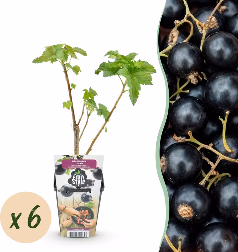 Ribes nero - Ribes nigrum Titania - Difficile - 6 piante - 15-25cm - Ø9cm - Pianta da giardino