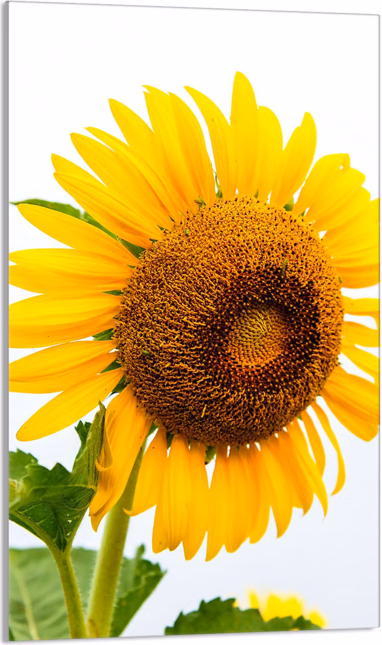 Piastra copriforno 30x52 Coperchio per piano cottura in Vetroceramica Paraspruzzi Piatto in vetro Tagliere decorativo, giallo girasole