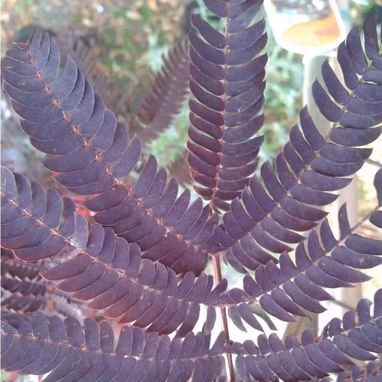 Albizia 'Summer Chocolate' (albero di seta) | 30-40 cm in vaso