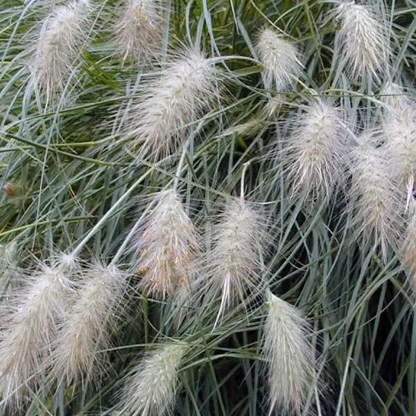 6 piante di *Pennisetum villosum* (erba a spiga pelosa) | Vaso da 9x9 cm