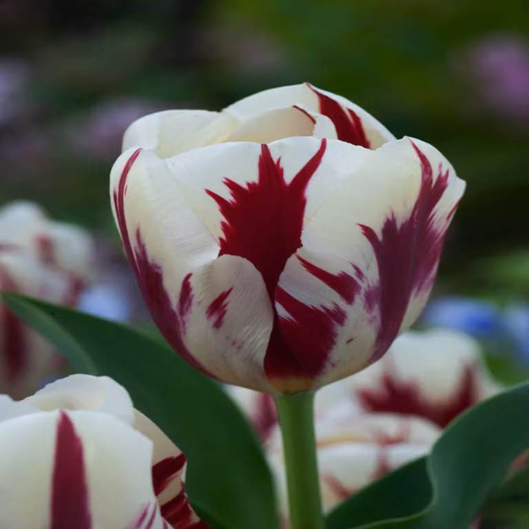 Tulipani Bulbi di fiori Bulbi di tulipani Tulipano Grand Perfection 5 pz.