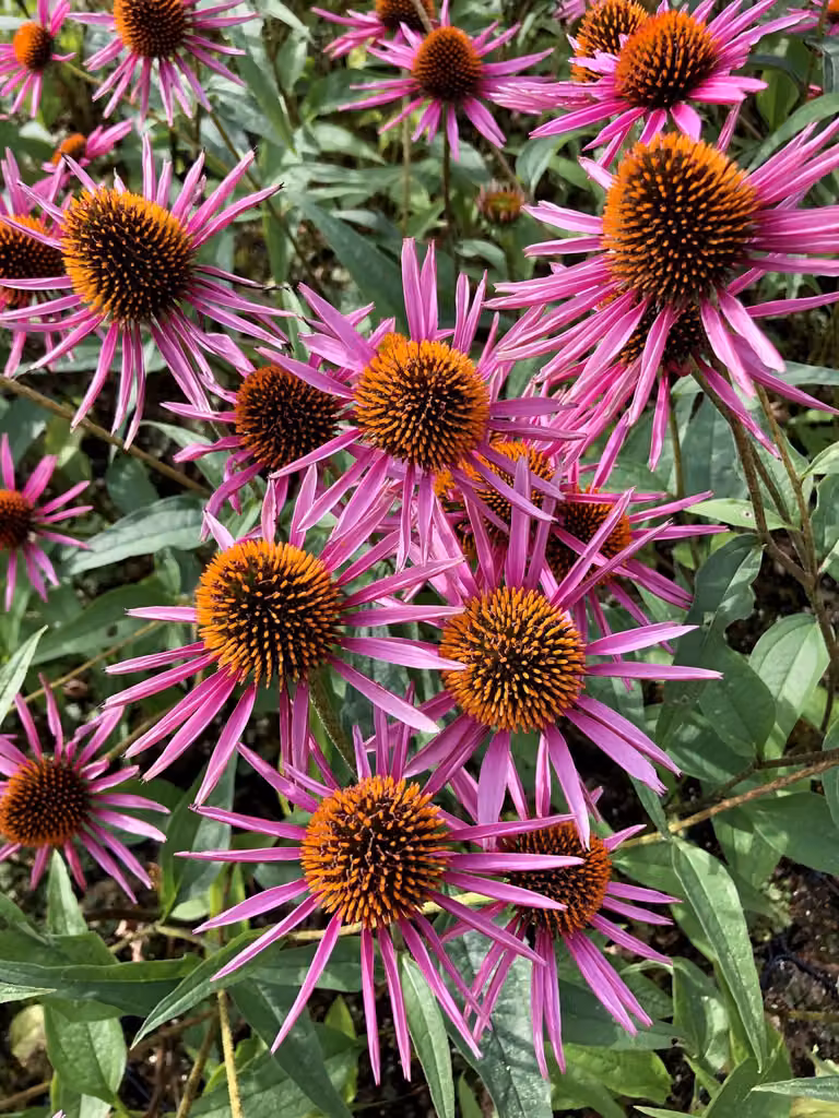 6 x Echinacea purpurea 'Pica Bella' - fiore di conifera - vaso 9x9 cm