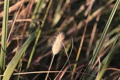 6 x Pennisetum massiacum 'Red Bunny Tails' - Alga delle lampade - vaso 9 x 9 cm