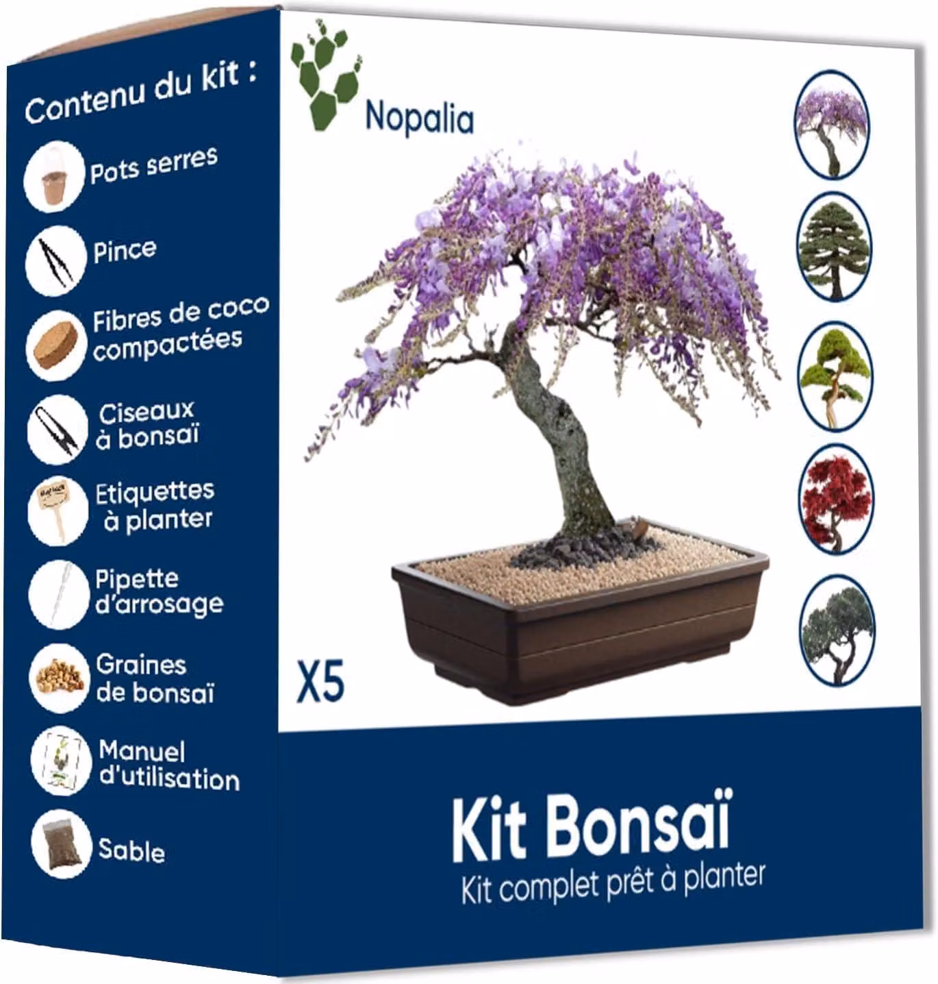 Set per bonsai, completo di semi e accessori per il giardinaggio, ideale per piante da interno e per la decorazione domestica