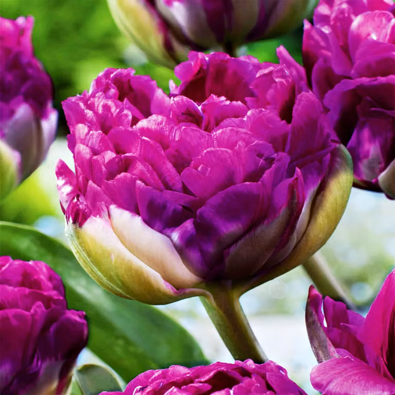 Tulipani Fiore Bulbi Fiori Tulipano doppio per collezionisti Blu Wow 5 pz.