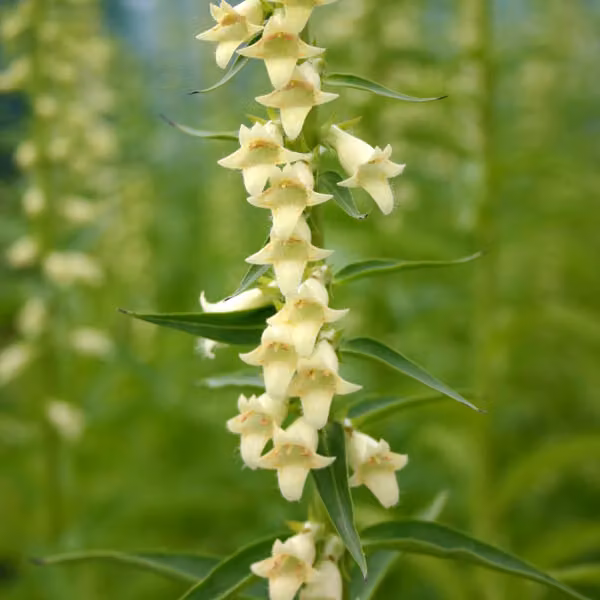 6 piante di Digitalis lutea (Digitalis giallo), vaso da 9x9 cm
