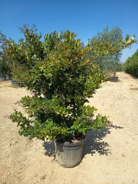 Ligustrum Texanum Cesp. di Vivaio Garden Forest, Arbusto Ornamentale per Siepi e Giardino, Verde e Bianco, Altezza: 160 cm