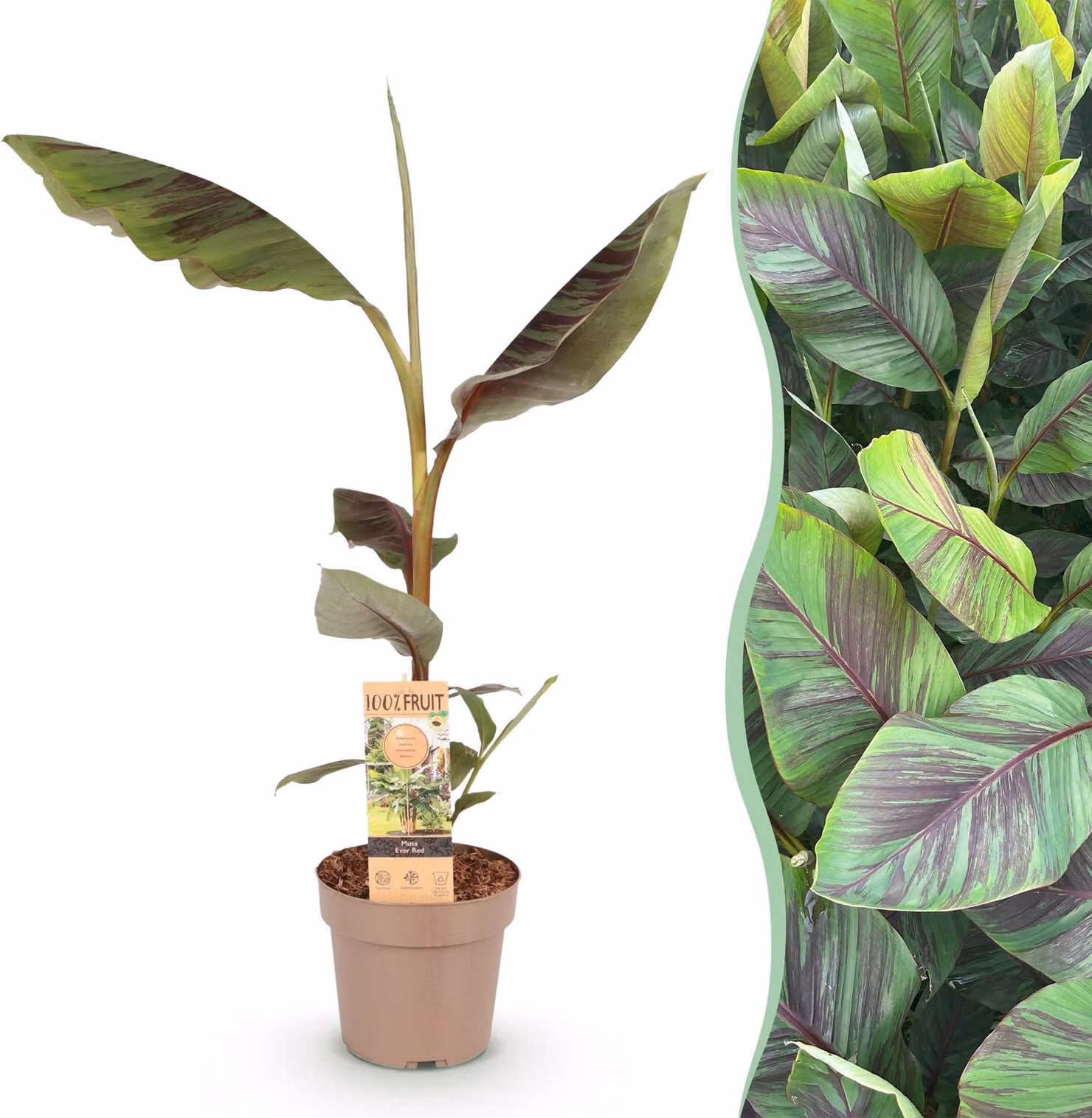 Pianta da frutto - Banano giapponese da fibra - Musa Ever Red - Difficile da coltivare - 80-90cm - Ø21cm - Pianta da giardino