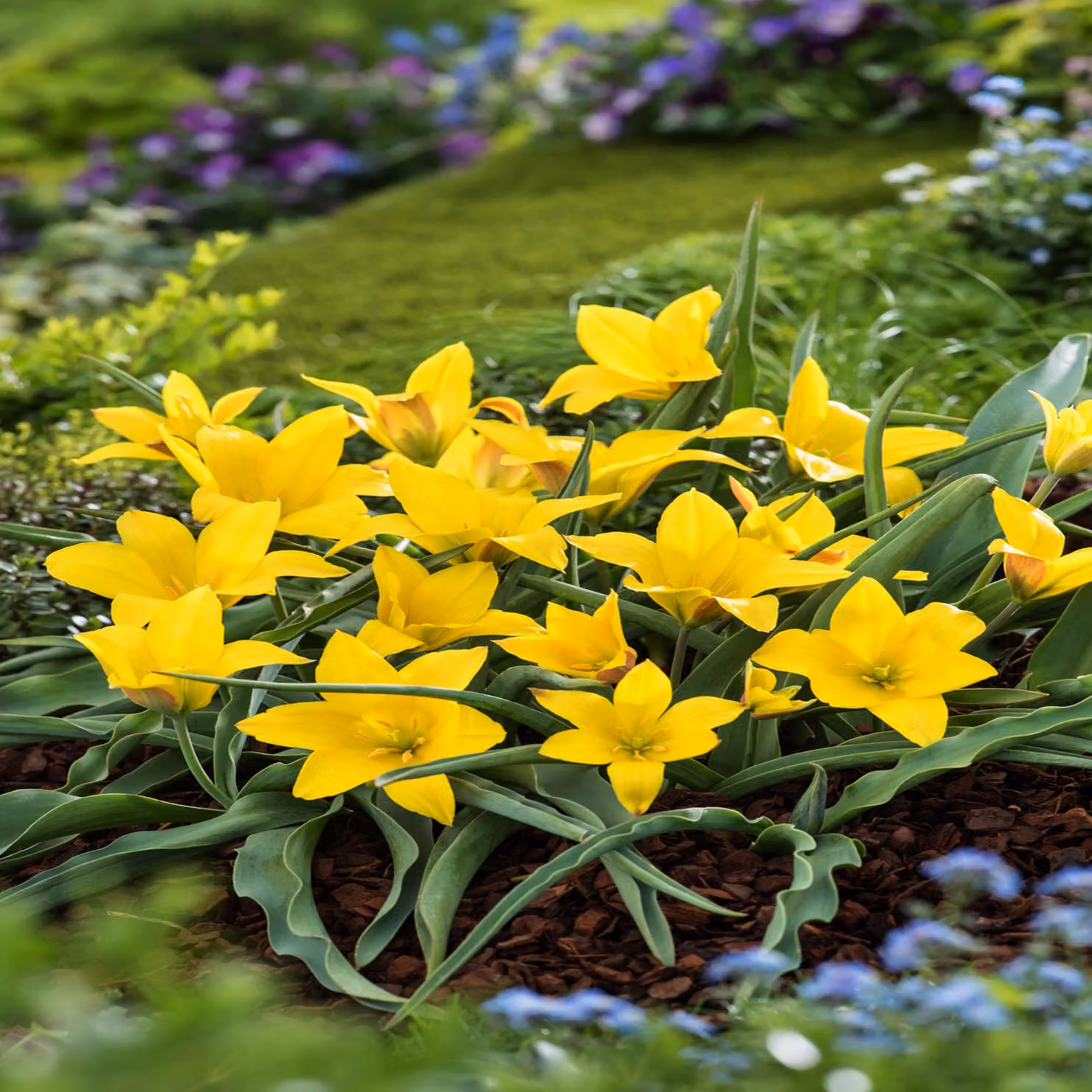 Tulipani Bulbi Fiori Botanici Tulipano Kolpakowskiana 5 pz.