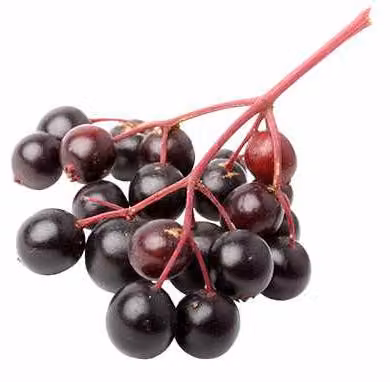 Sambuco a frutto grande Korsor - Sambucus nigra 'Korsor' circa 60 cm
