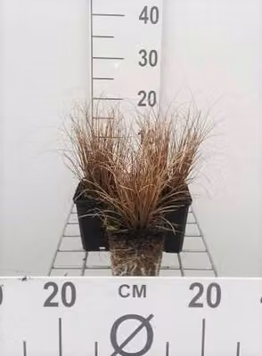 6 x Carex comans 'Bronze Form' - Carice marrone forma bronzo - vaso 9x9 cm