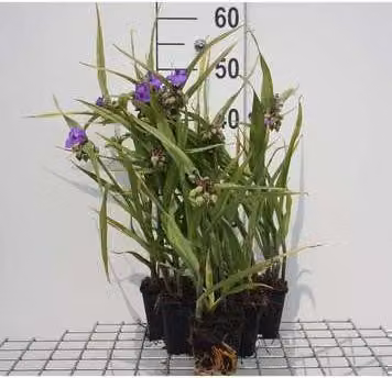 6 x Tradescantia (a) 'Leonora' - Tradescantia - vaso 9 x 9 cm