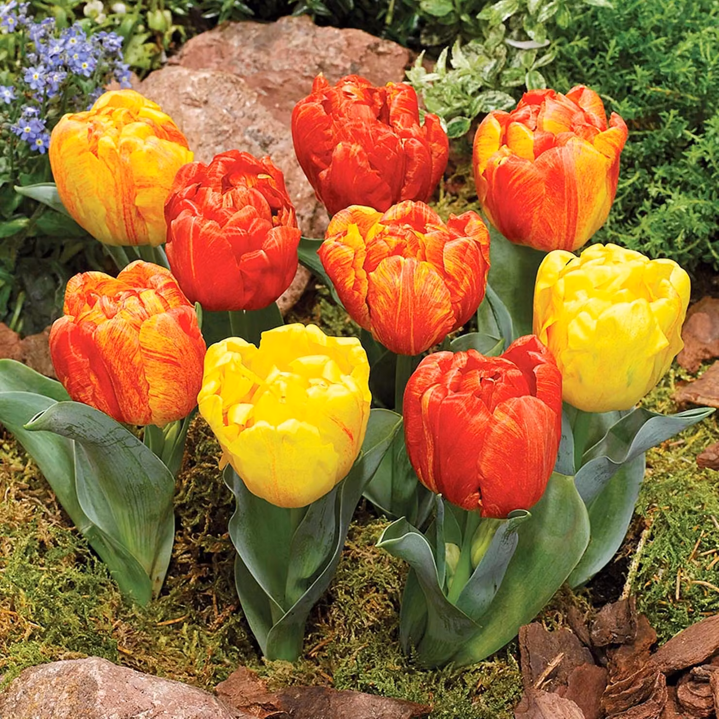Tulipani Bulbi di fiori Bulbi di fiori Tulipani Flaming Baby 5 pz.