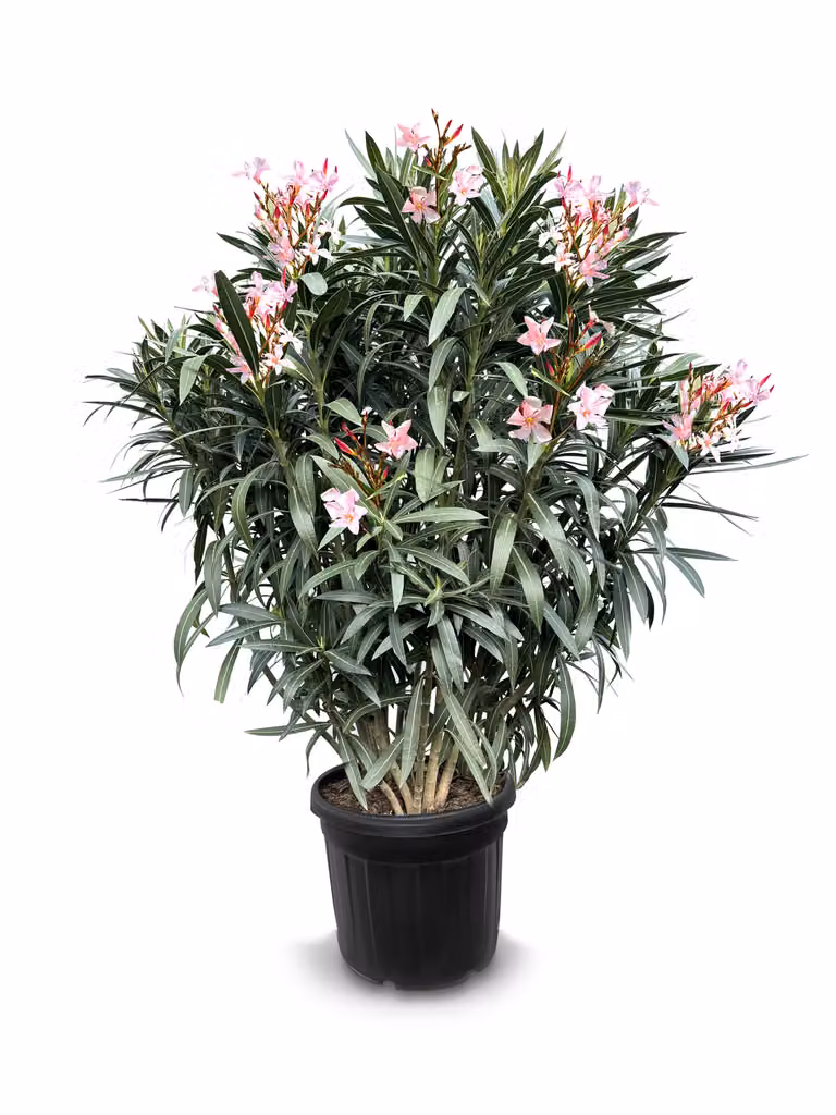 Sunny Tree - Pianta - Oleandro - Nerium Oleander - Altezza 140-160 cm - Colore rosa - Pianta da esterno