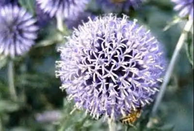 6 x Echinops ritro - cardo trifoglio - vaso 9 x 9 cm
