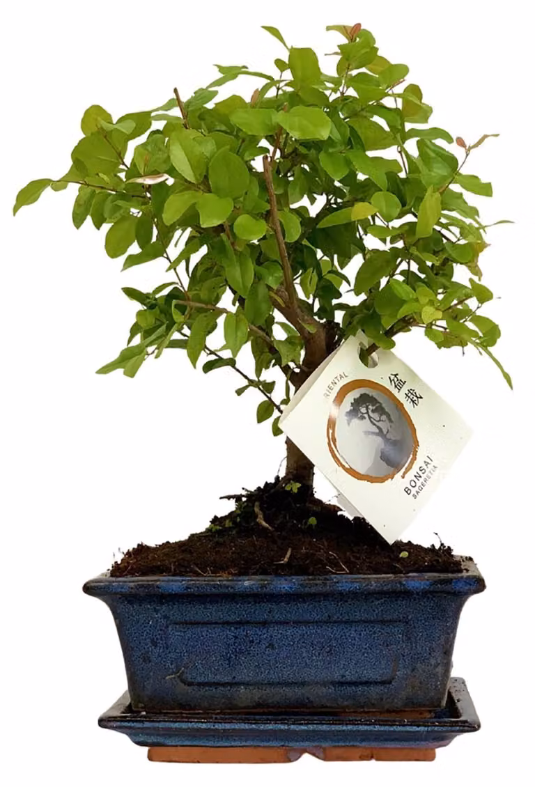 Albero bonsai vero in vaso di Vetroceramica - Altezza 25-30 cm - Pianta da interno, decorazione zen