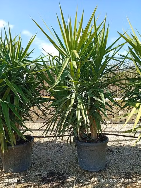Yucca Elephantipes Multitronco 55 di Vivaio Garden Forest, pianta ornamentale in vaso verde – 1