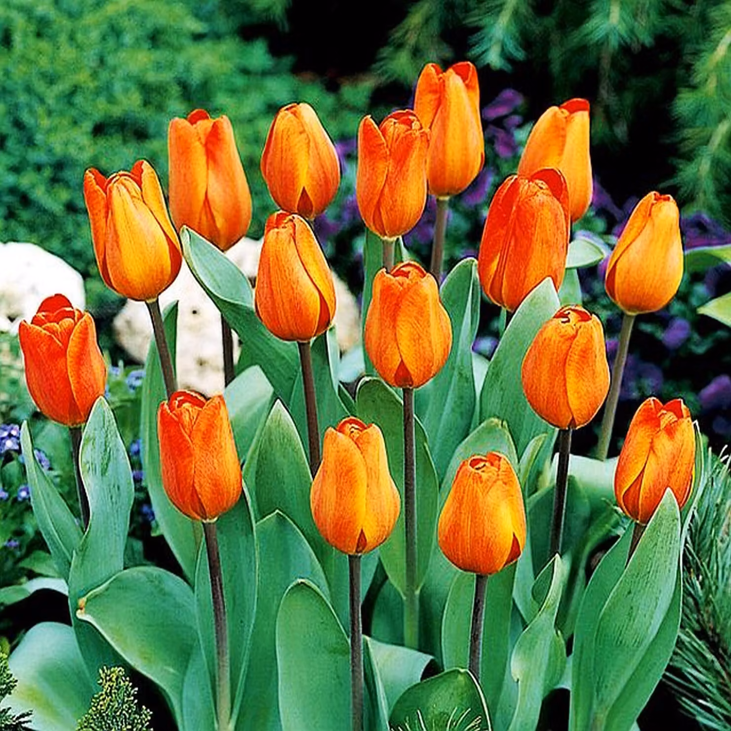 Tulipani Bulbi di fiori Bulbi di fiori Tulipano arancione 50 pz.