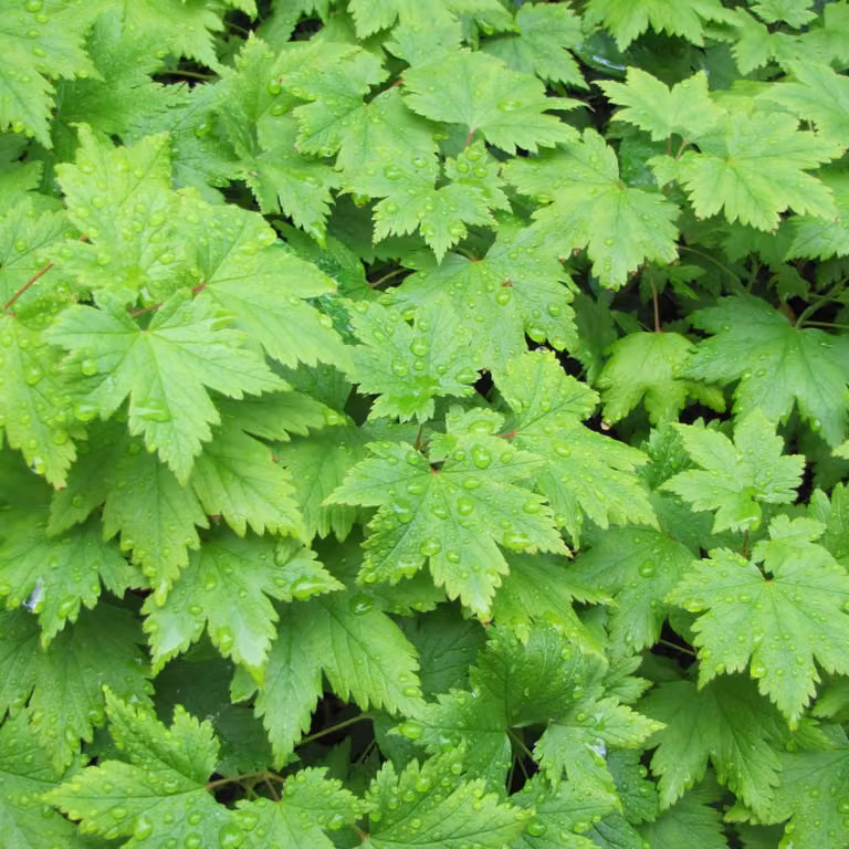 Tiarella cordifolia, 6 piante, Ø9cm, altezza 10-25cm, pianta perenne da ombra