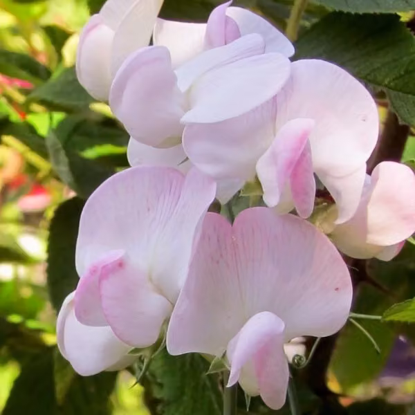 6 piante di Lathyrus latifolius 'Pink Pearl' (Rosa Perle), in vaso da 9x9 cm