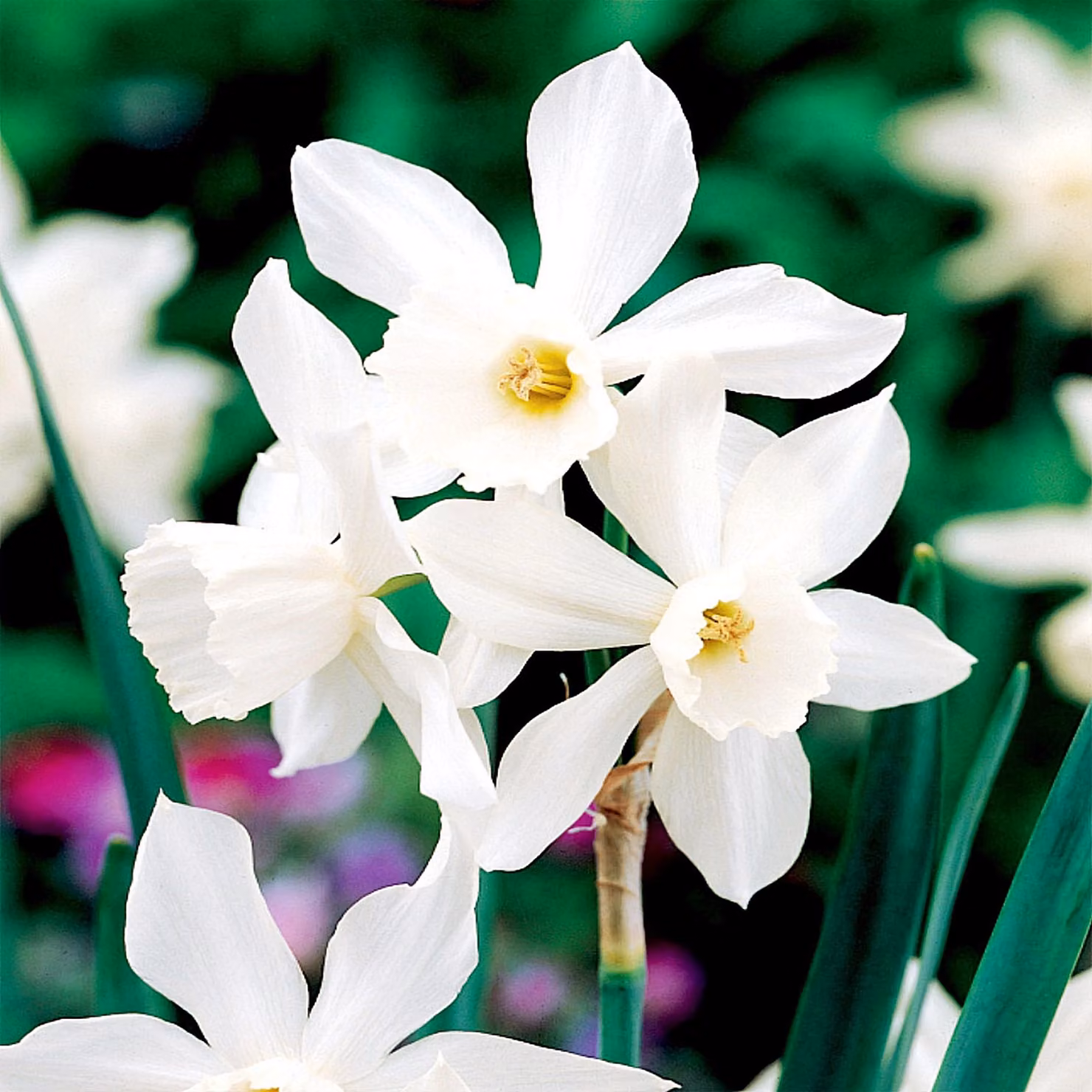 Narciso botanico Thalia 5 pz. Bulbi di Narciso
