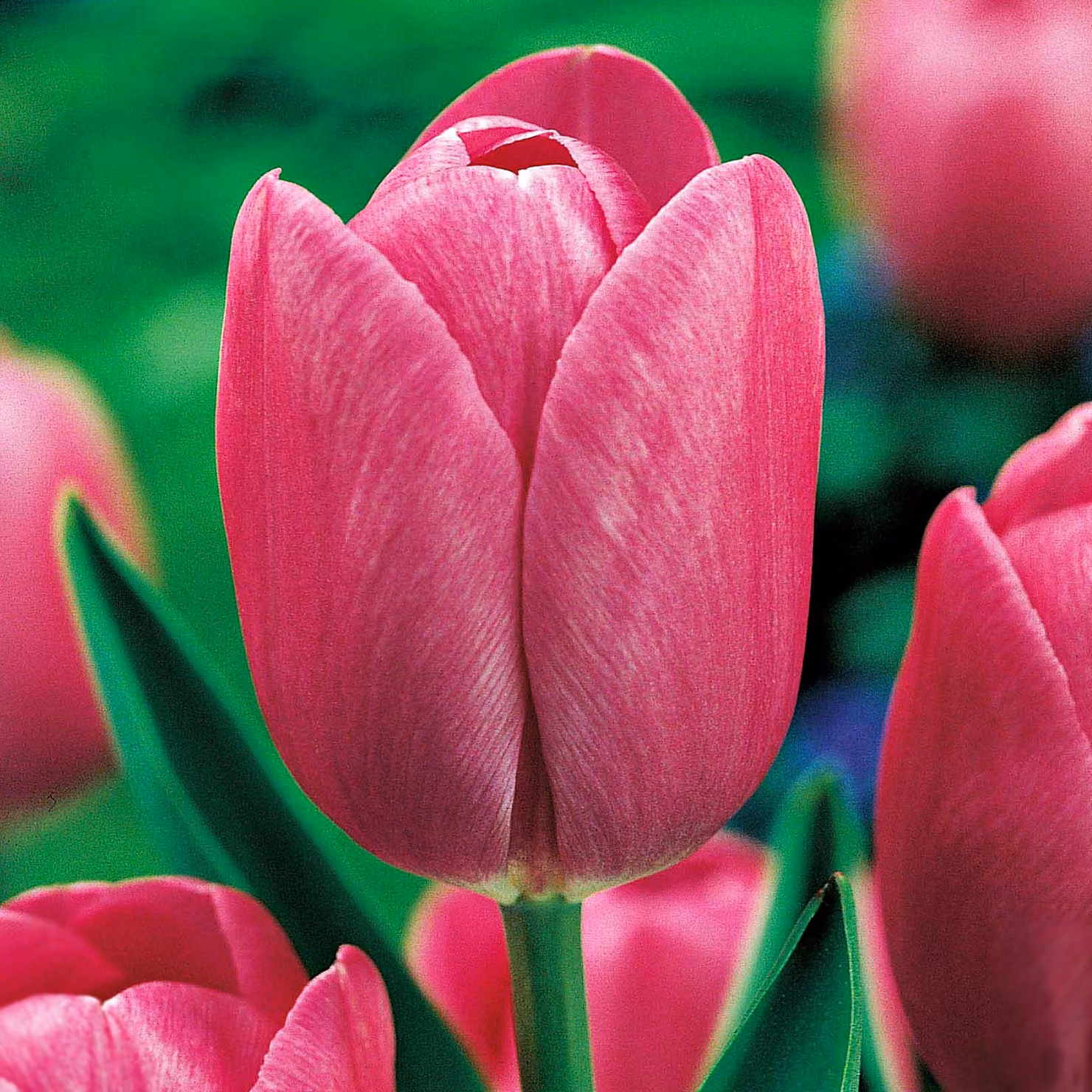 Tulipani Bulbi di tulipani Bulbi di fiori Fiori di tulipano rosa 30 pz.
