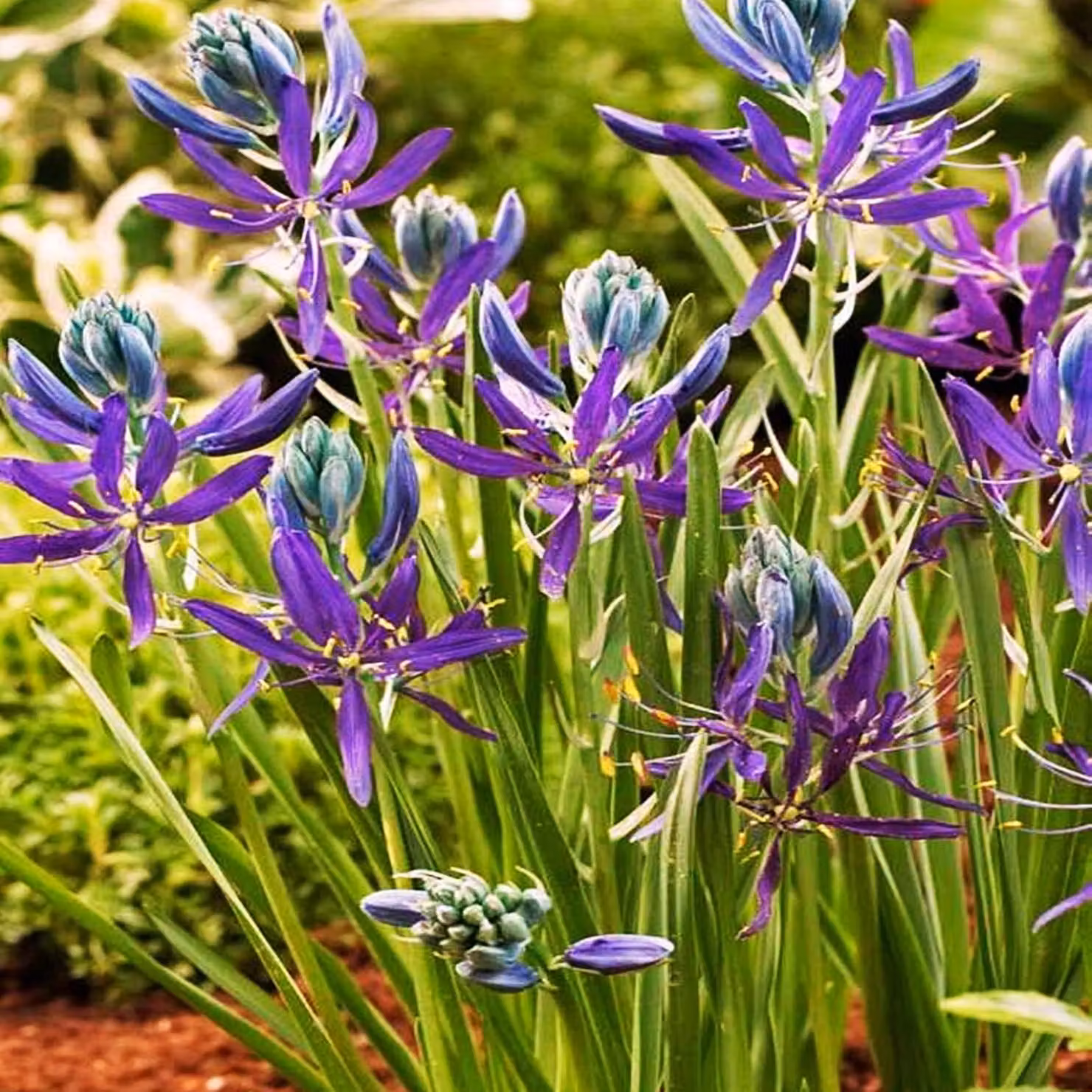 Fiori di Camassia Bulbi di Kamasja Quamash 10 pz.