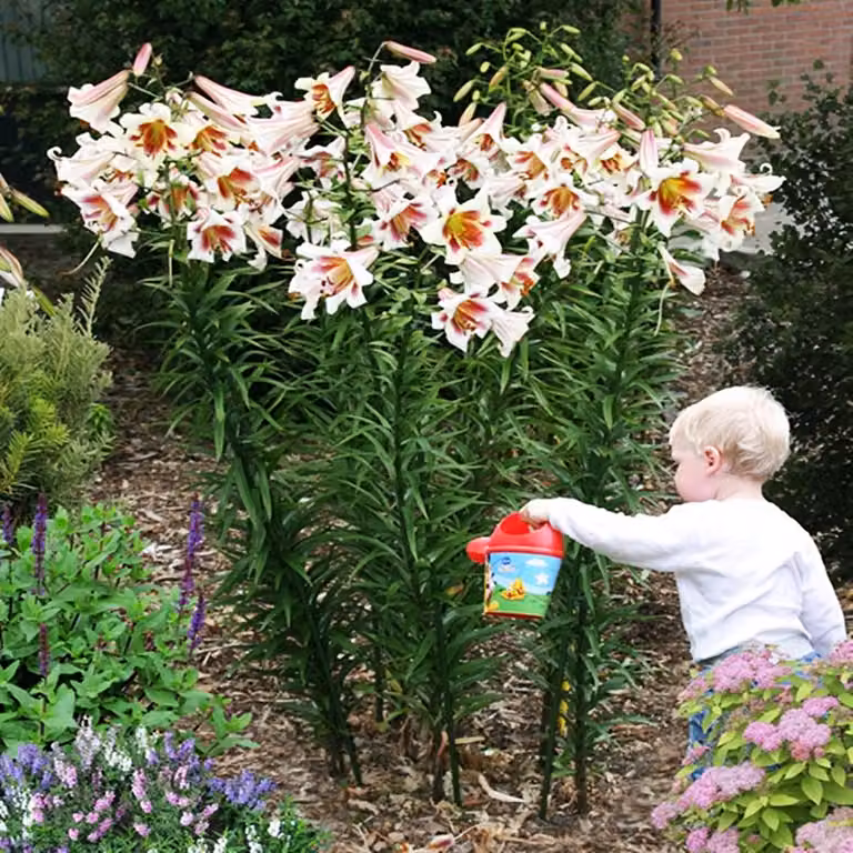 Gigli Bulbi di fiori Bulbi di fiori Giglio di Passione Luna 1 pz.