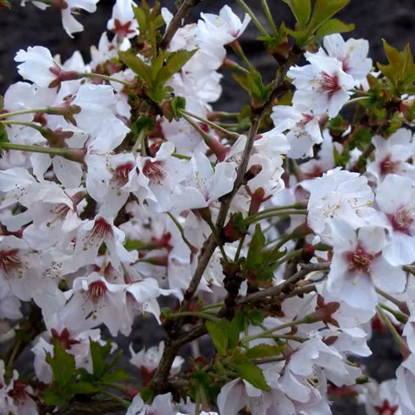 Prunus nipponica 'Brillant' (ciliegio giapponese) - Altezza: 60-80 cm (in vaso)