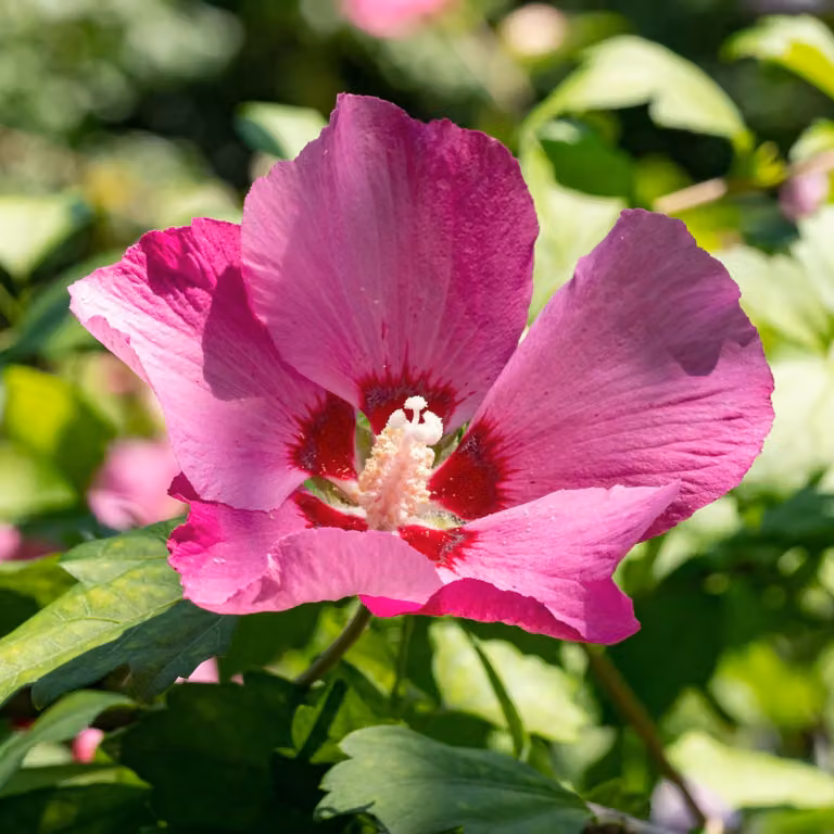 Ibisco da giardino (Hibiscus syriacus) ‘Woodbridge’ - Arbusto - Fiori rosa