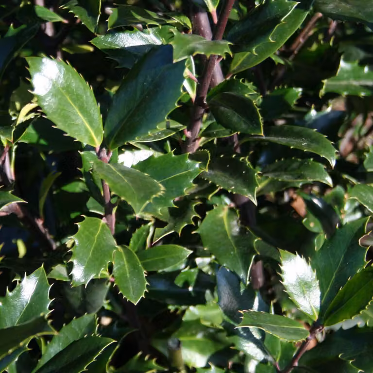2 piante di tasso (Ilex meserveae 'Heckenpracht'), altezza 40-60 cm, in vaso
