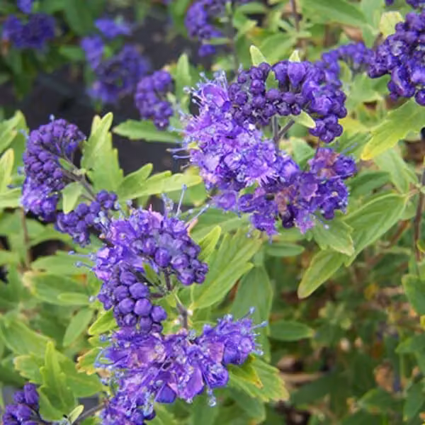 2 piante di Caryopteris clandonensis (Bartblume), alte 40-50 cm, in vaso