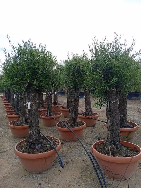 OLEA EUROPAEA ALB.CIOTOLA 60 1/2 FUSTO CORATINA CRF.50/60