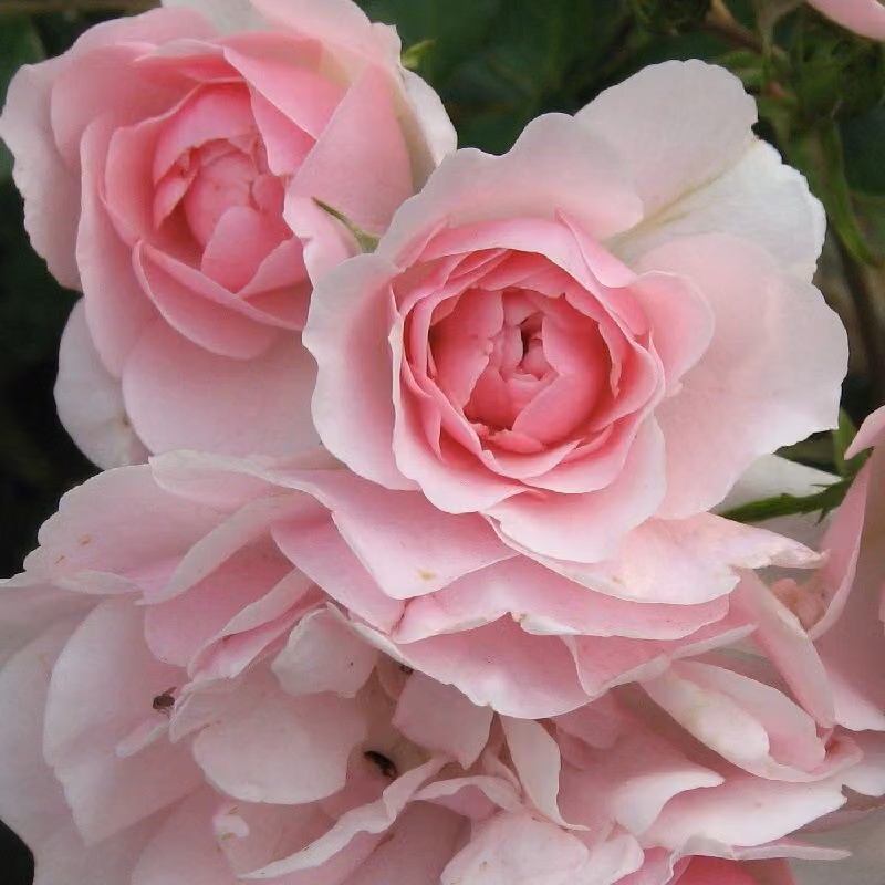 Rosa - Rosa tappezzante - Rosa 'Bonica'®