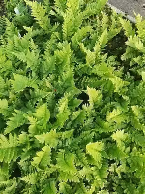 6 x Dryopteris cristata - Felce crestata - vaso 9 x 9 cm