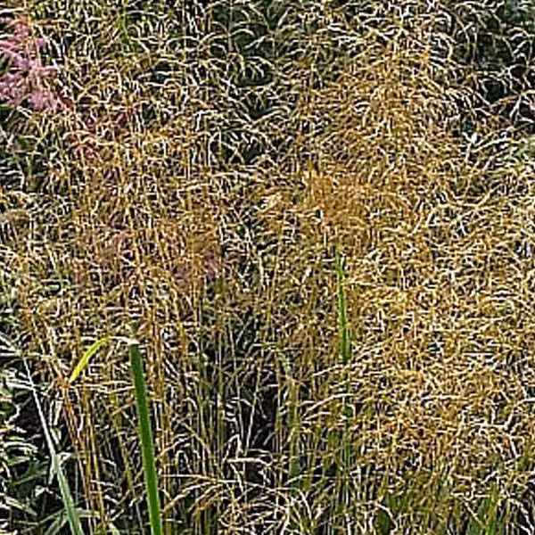 6 piante di *Deschampsia cespitosa* 'Bronzeschleier' (Wald Schmiele), in vaso da 9x9 cm