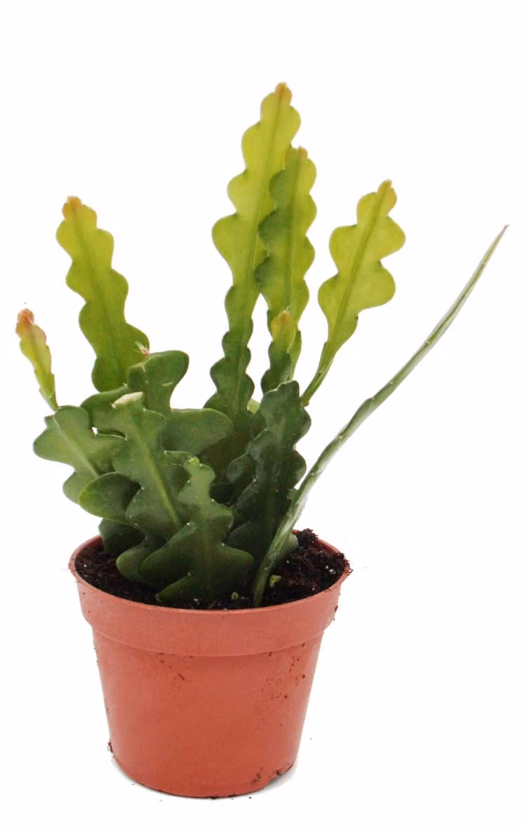 Epiphyllum anguliger - Cactus coda di coccodrillo, 9cm