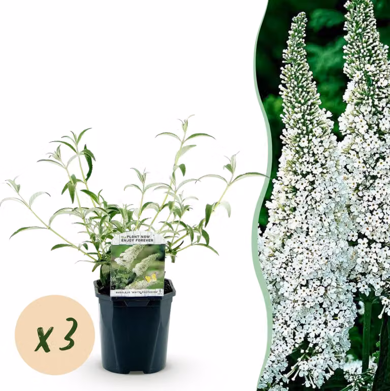 Buddleja davidii White Profusion - Arbusto delle farfalle - Resistente - Bianco - 3 piante - 35-45cm - Ø17cm - Pianta da giardino