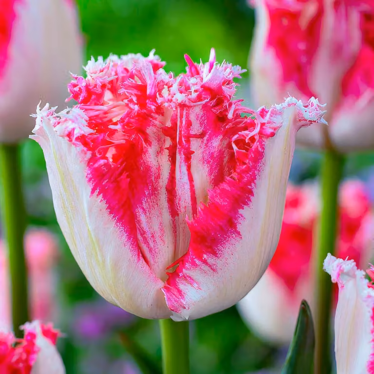 Bulbi di tulipano resistenti al freddo, perenni, mix di colori rosa e rossi - 25 bulbi - Piante vere provenienti dall'Olanda - Tulipani per giardino, vasi e balconi (bulbi grandi, non semi, non artificiali)