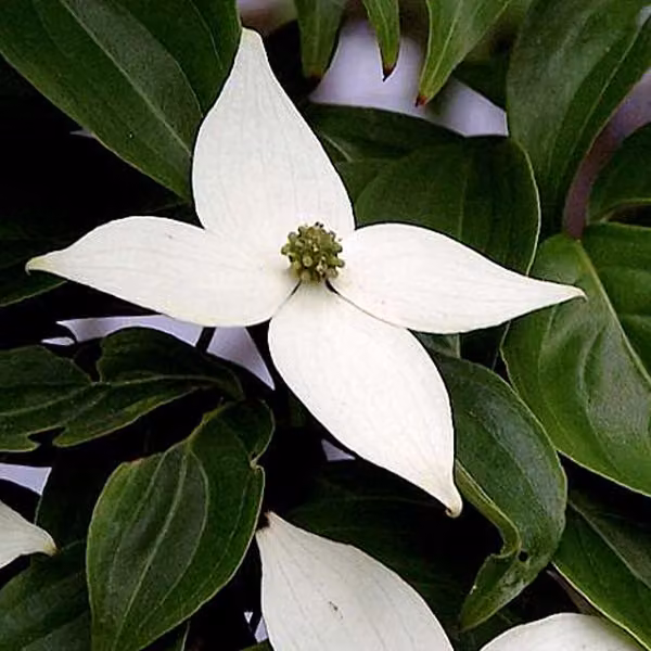 Cornus kousa (Cornus giapponese) | 50-60 cm in vaso