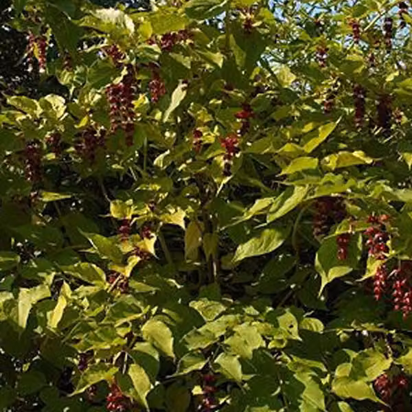 2 piante di Leycesteria formosa, varietà ornamentale | Altezza: 40-50 cm, fornite in vaso