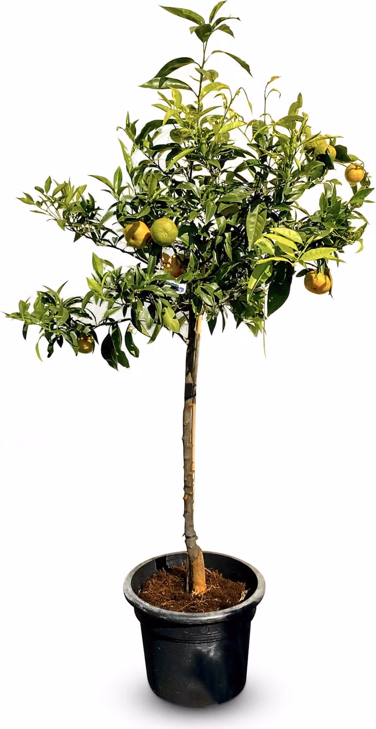 Albero del sole - Mandarino - Citrus Reticulata - Agrume - Albero da frutto - 150 centimetri - Fruttificazione - Mandarino di 8 anni