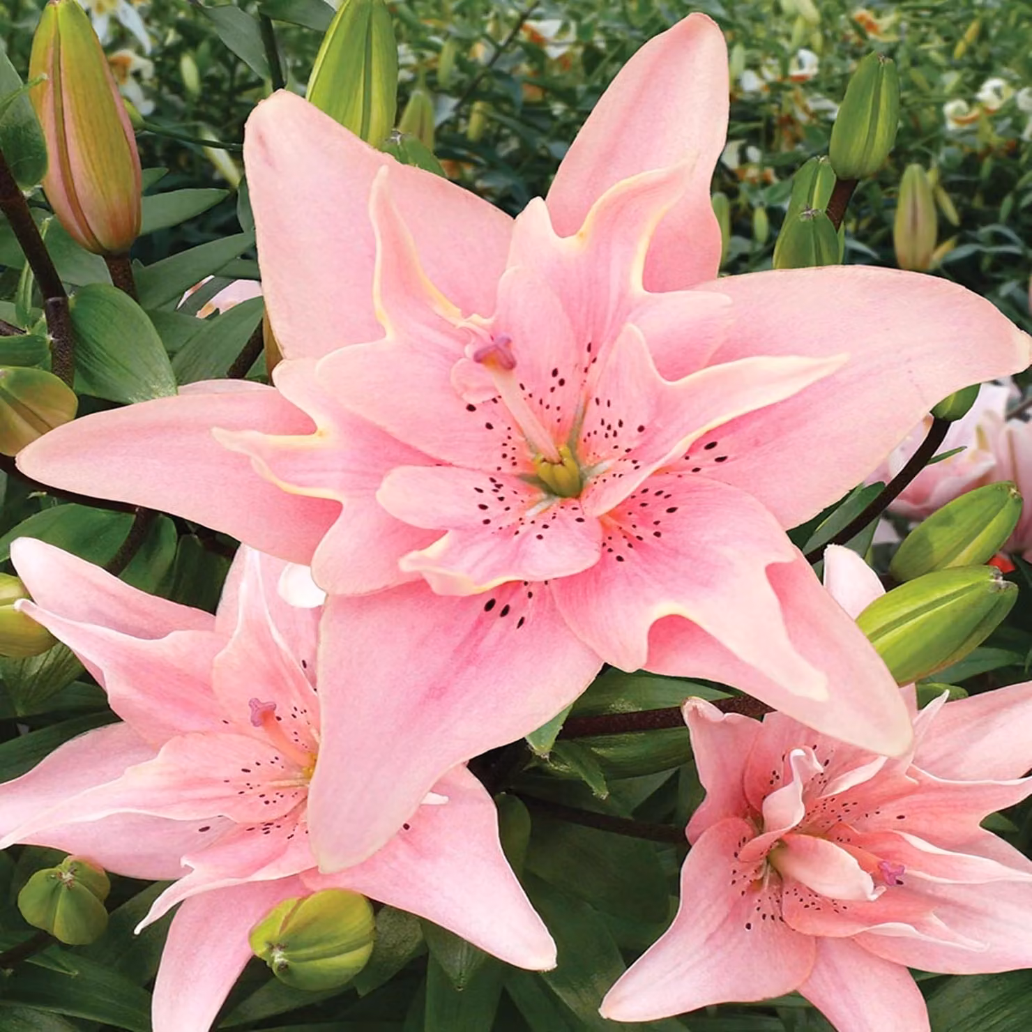 Gigli Fiori Bulbi Fiori Giglio doppio asiatico Elodie 1 pz.