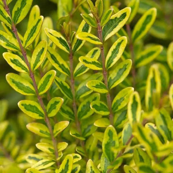 2 piante di *Lonicera nitida* "Lemon Beauty", adatte come siepe, in vaso, altezza 25-30 cm